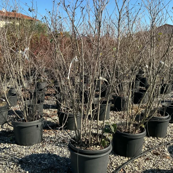 Amelanchier alnifolia 'Obelisk' (Šmarna hrušica)