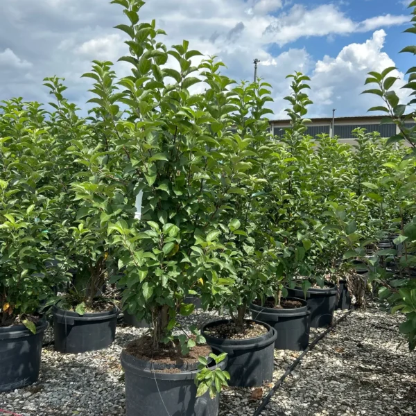 Malus 'Evereste' (Okrasna jablana)