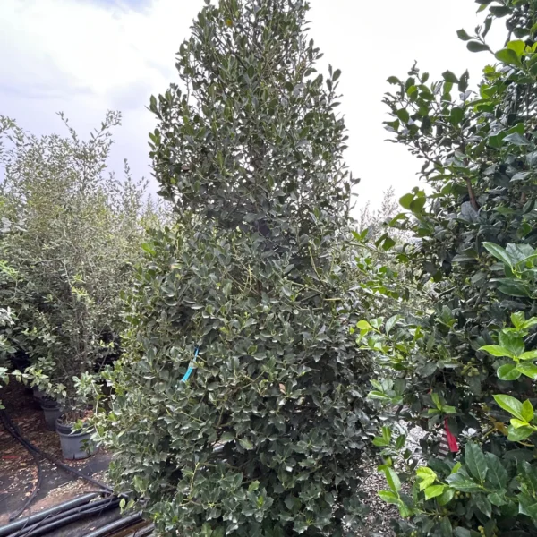 Ilex aquifolium 'Nr.1' (Bodika/Božje drevesce)