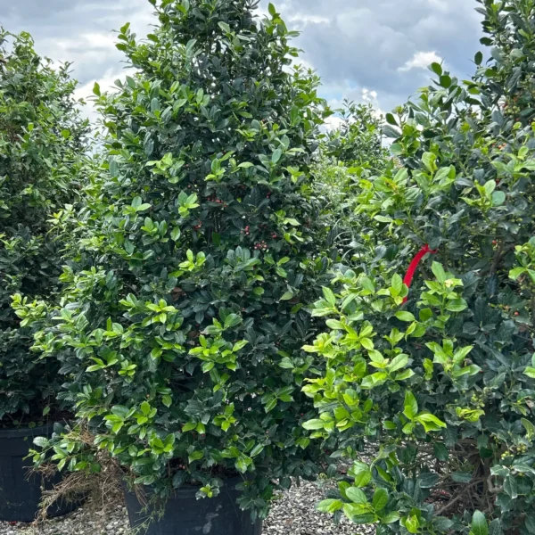 Ilex mutchagara 'Nellie R. Stevens' (Božlje drevce na steblu)