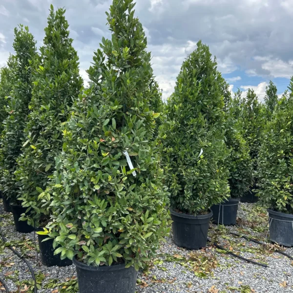 Laurus nobilis (Navadni lovor)