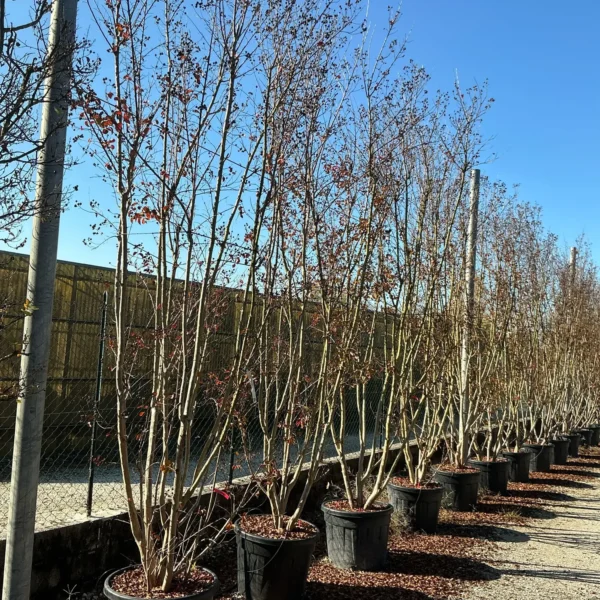 Lagerstroemia indica 'Dynamite' (Indijski lila Na steblu)
