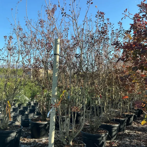 Cotinus coggygria 'Royal Purple' (Rdečelistni ruj)