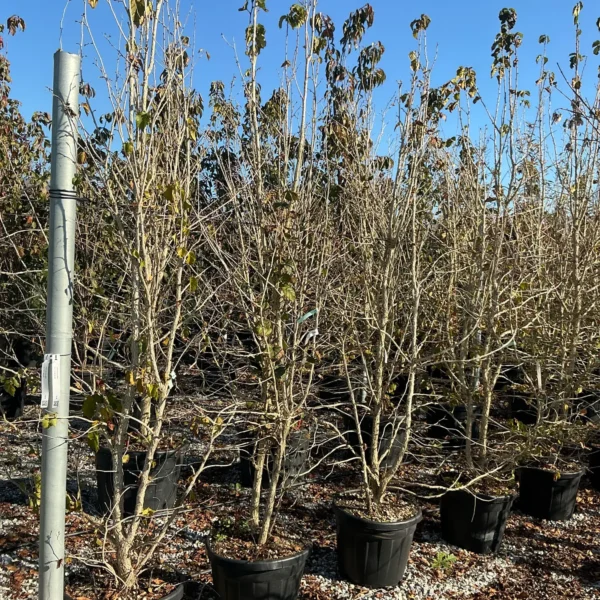 Corylus colurna (Turška leska)