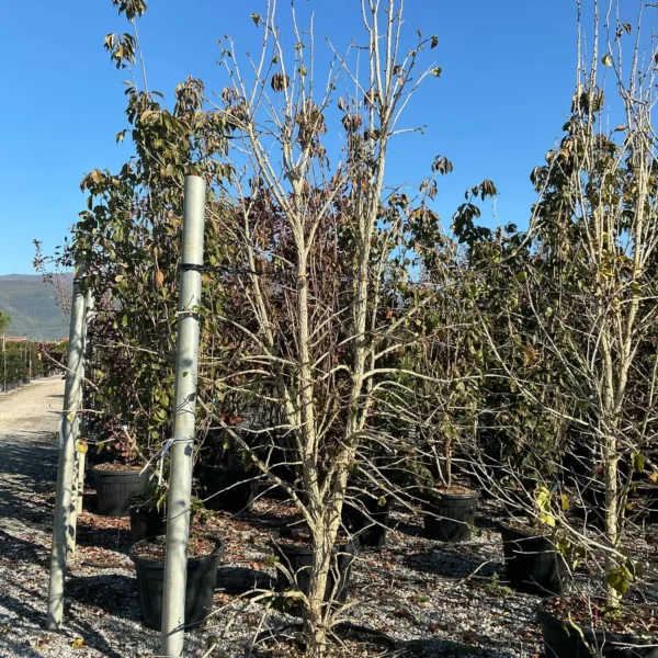 Corylus colurna (Turška leska)