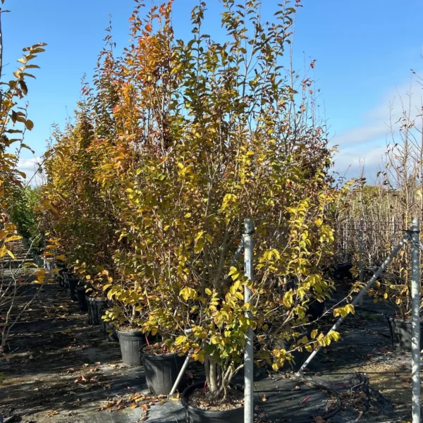 Parrotia persica (Parocija/Perzijska bukev)