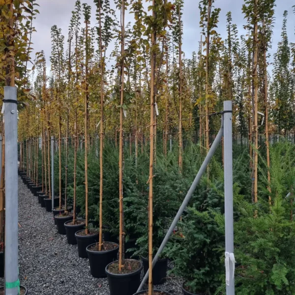 Carpinus betulus 'Lucas' (Stebrasti gaber)