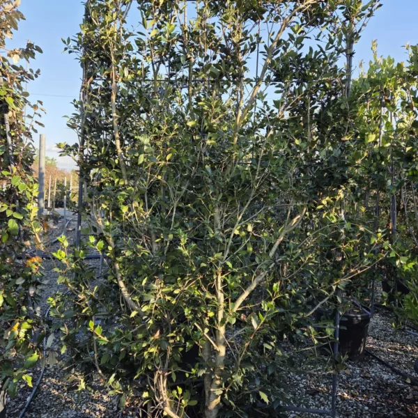 Osmanthus heterophyllus – EXTRA soliter | zimzelena arhitekturna oblika | limited availability