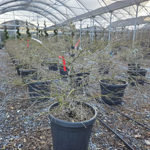 Acer palmatum 'Dissectum Atropurpureum' (Rdečelistni pahljačasti javor)