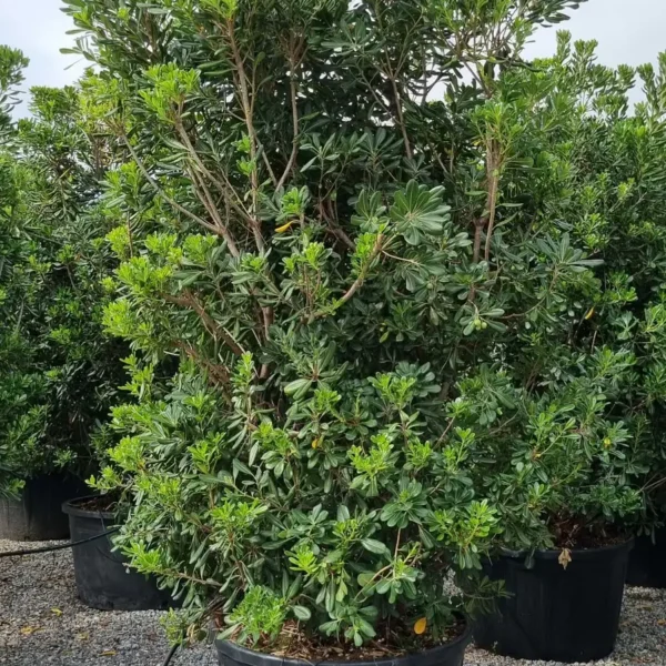Pittosporum tobira (Pitospor)