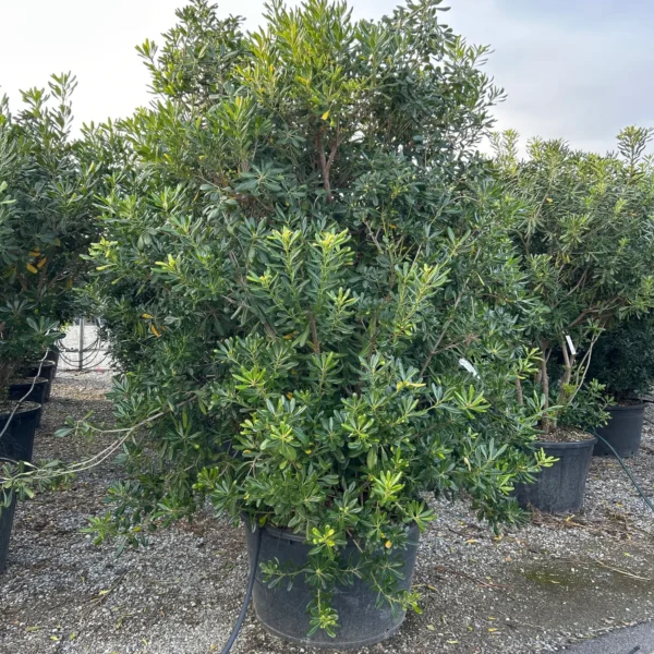 Pittosporum tobira (Pitospor)