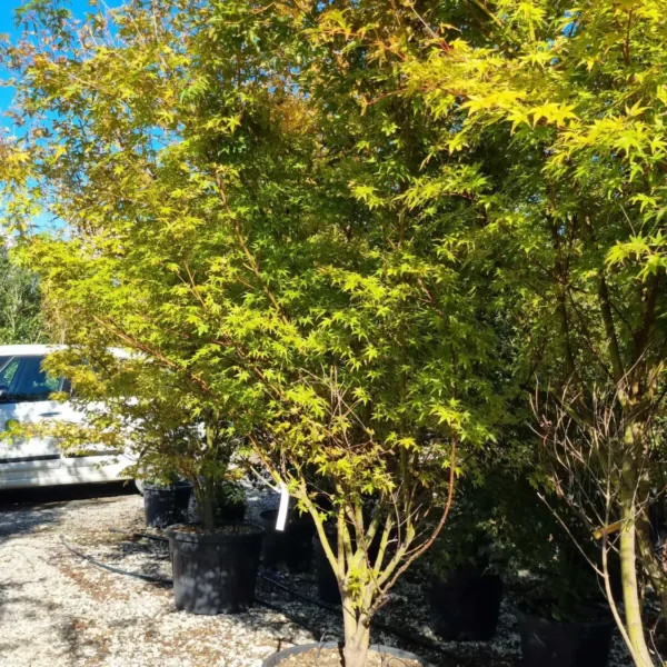 Acer palmatum 'Sango Kaku' (Pahljačasti javor)