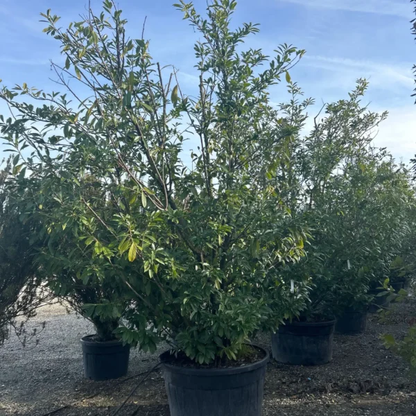 Prunus laurocerasus 'Novita' (Lovorikovec)