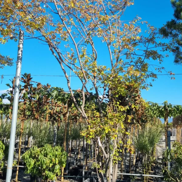 Amelanchier lamarckii (Šmarna hrušca)