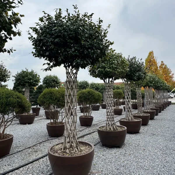 Camellia japonica ‘Rosso’ – EXTRA | kolekcijski soliter