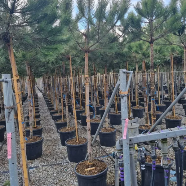 Pinus nigra var. austriaca (Črni bor)