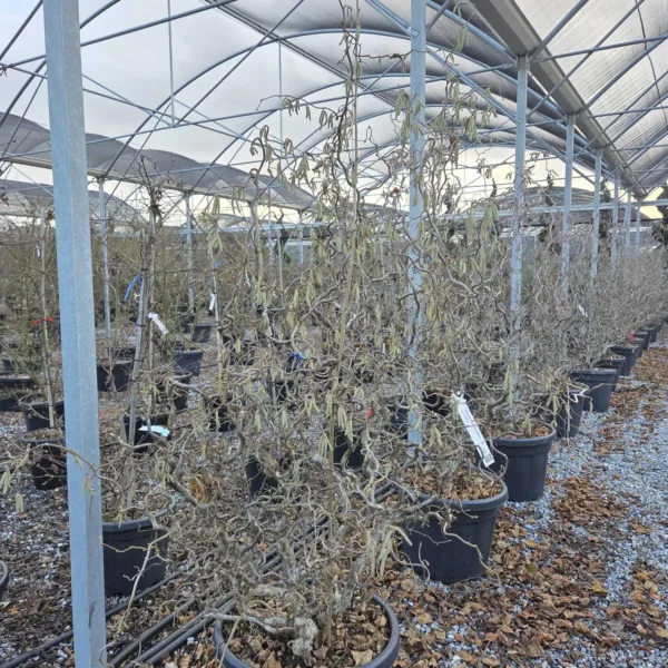 Corylus avellana 'Red Majestic' (Rdečelistna zvita leska)