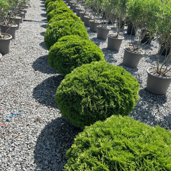 Thuja occidentalis 'Danica' (Kroglasti klek)