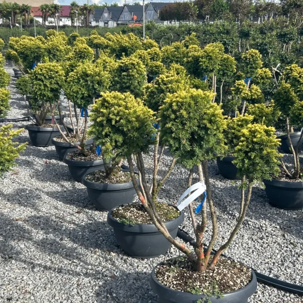 Taxus baccata 'Semperaurea' (Navadna tisa)