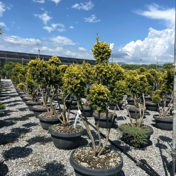Taxus baccata 'Semperaurea' (Navadna tisa)