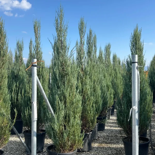 Juniperus scopulorum 'Blue Arrow' (Okrasni brin)