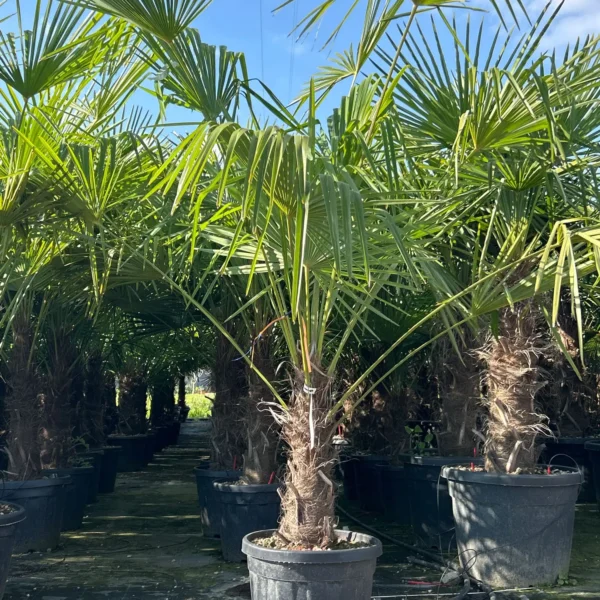 Trachycarpus fortunei (Palma - Visoka žumara)