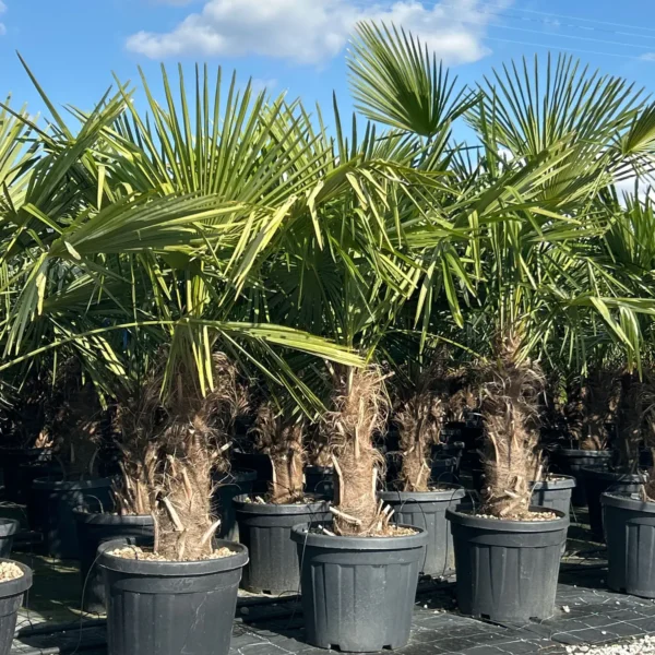 Trachycarpus fortunei (Palma - Visoka žumara)