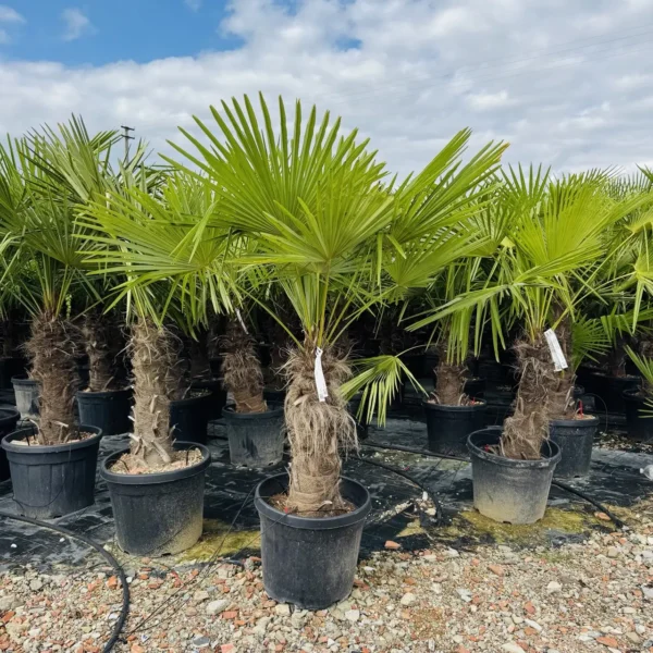 Trachycarpus fortunei (Palma - Visoka žumara)