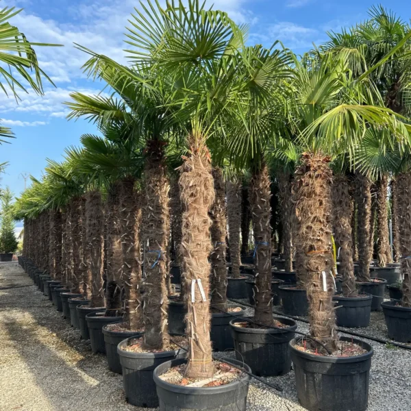 Trachycarpus fortunei (Palma - Visoka žumara)