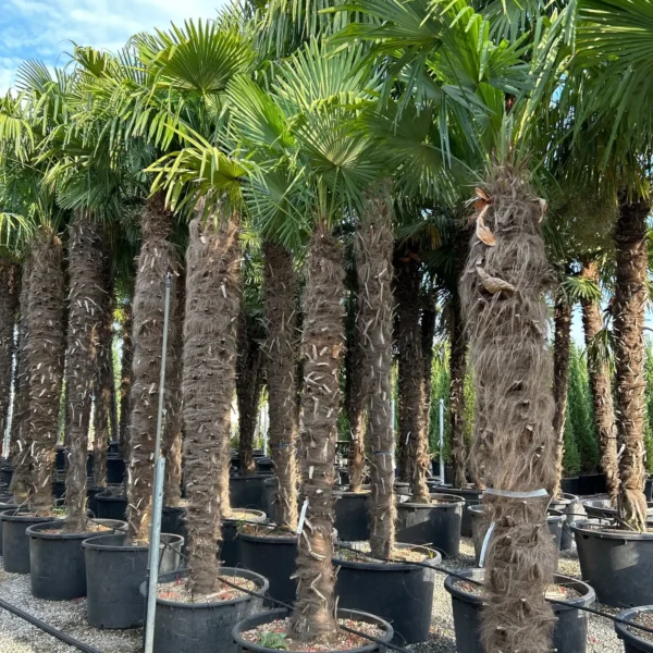 Trachycarpus fortunei (Palma - Visoka žumara)