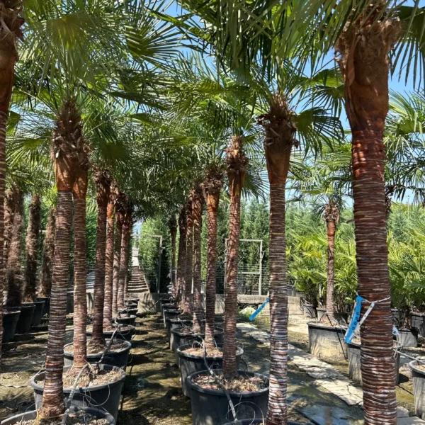 Trachycarpus fortunei (Trahikarpus)