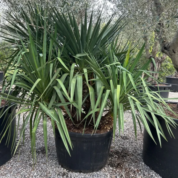 Yucca gloriosa (Bleščeča juka)