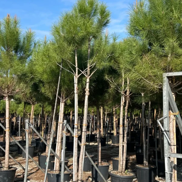 Pinus pinea (Pinija Sredozemski bor)