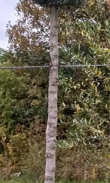 Cupressus arizonica 'Fastigiata' (Arizonska cipresa - POMPONS)