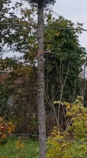 Cupressus arizonica 'Fastigiata' (Arizonska cipresa - POMPONS)