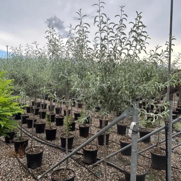 Pyrus salicifolia 'Pendula' (Povešava okrasna hruška)