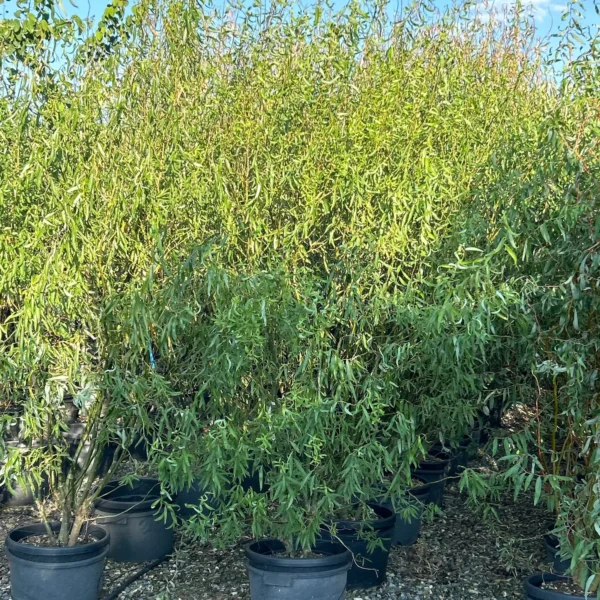 Salix matsudana 'Tortuosa' (Vibasta vrba)