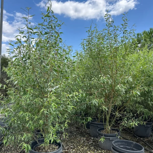 Salix matsudana 'Tortuosa' (Vibasta vrba)