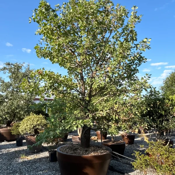 Quercus pubescens (Puhasti hrast)