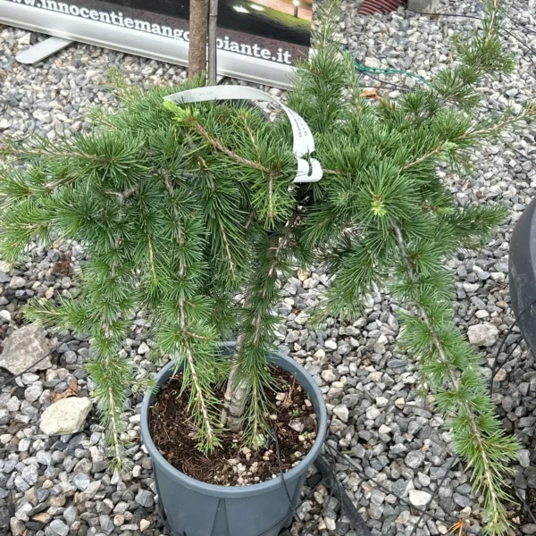 Cedrus libanii 'Sargentii' (libanonska cedra)