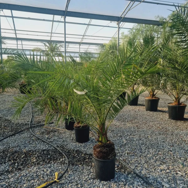 Phoenix canariensis (Kanarska palma)