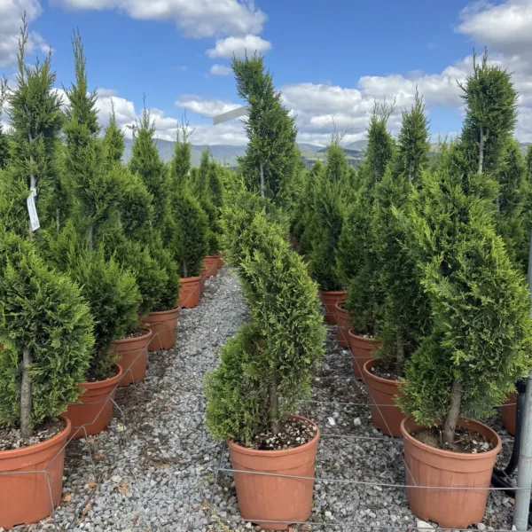 Cupressocyparis leylandii 'Castlew. Gold ' (Leylandova cipresa - SPIRAL)