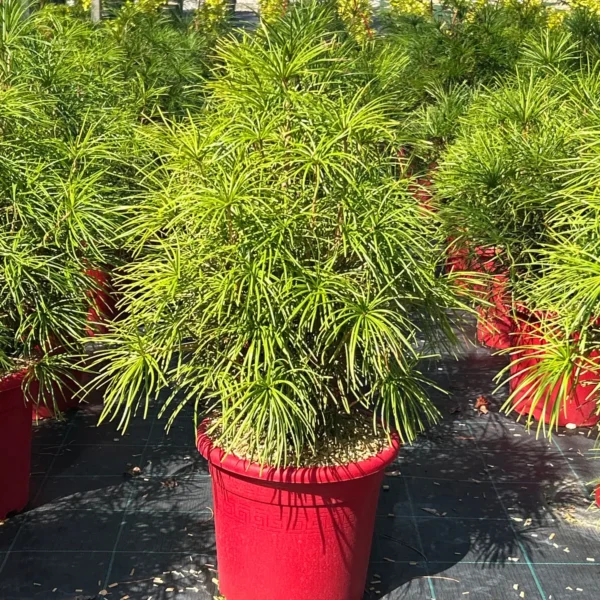 Sciadopitys verticillata (Japonski senčnik)