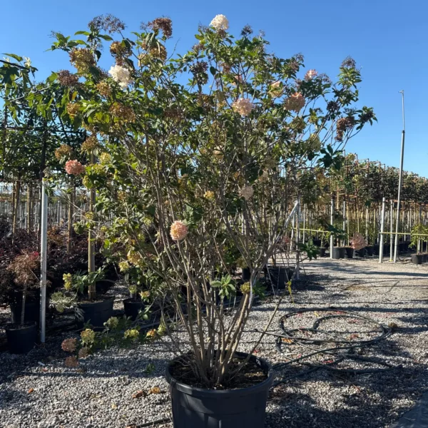 Hydrangea paniculata `Limelight` (Latasta hortenzija)