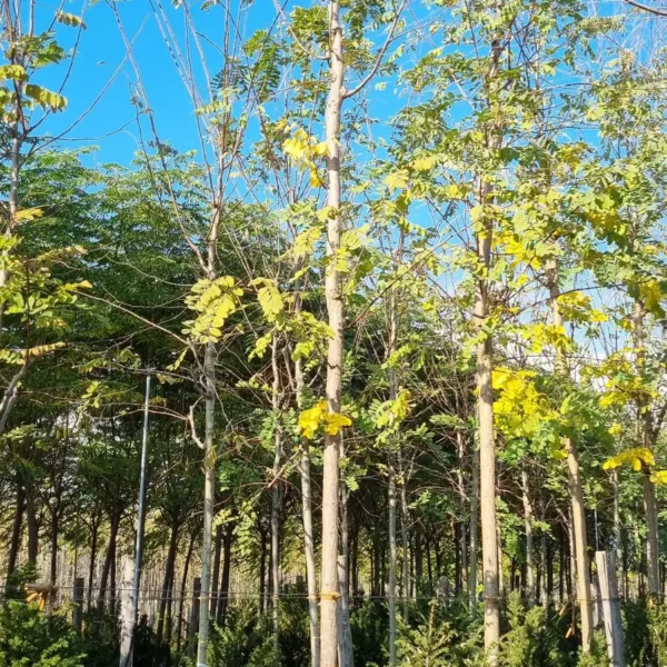 Robinia pseudoacacia 'Frisia' (Robinija cepljena na steblu)