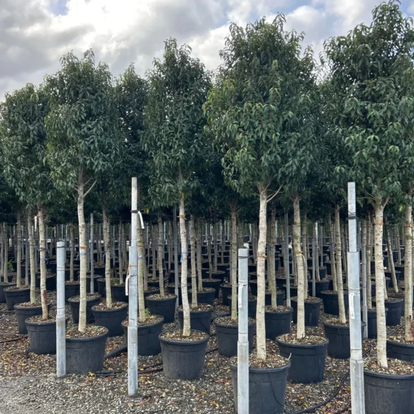 Prunus lusitanica `Angustifolia` (Portugalski lovorikovec - NA STEBLU)