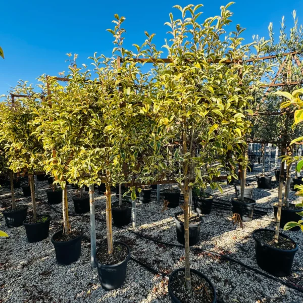 Ligustrum lucidum 'Excelsum Superbum' (Kitajski liguster)