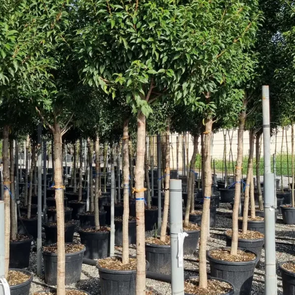 Prunus lusitanica `Angustifolia` (Portugalski lovorikovec - NA STEBLU)