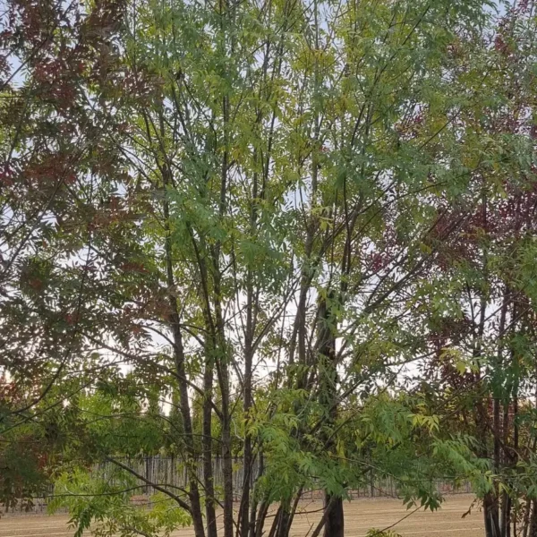 Fraxinus angustifolia (Poljski jesen)