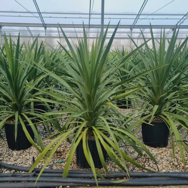 Cordyline australis 'Peko' (Kijevka)